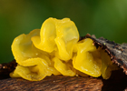 Gul Bævresvamp (Tremella mesenterica).  | Makrofotografering